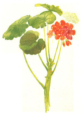 Essential Oil Blend Balancing (Rose Geranium Lavender)